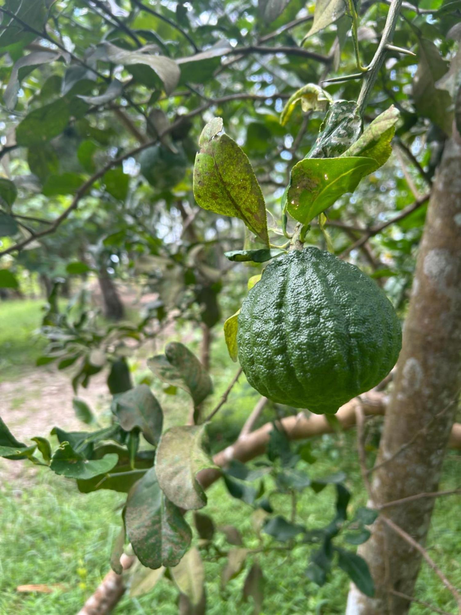 Gramam Homestay, Cochin Kochi Exteriör bild